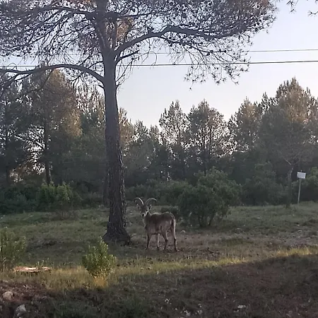 Casa Refugio Entre Pinos Y Romeros * Mogente